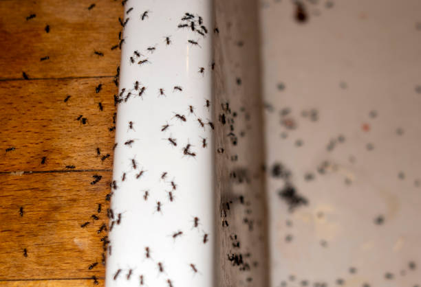 Flea Control Services in Highlands Ranch, CO