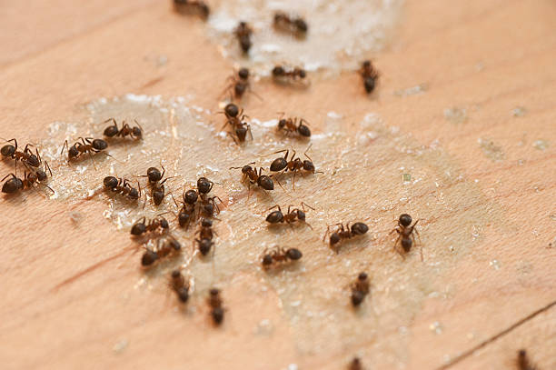 Best Spider Control Near Me  in Highlands Ranch, CO